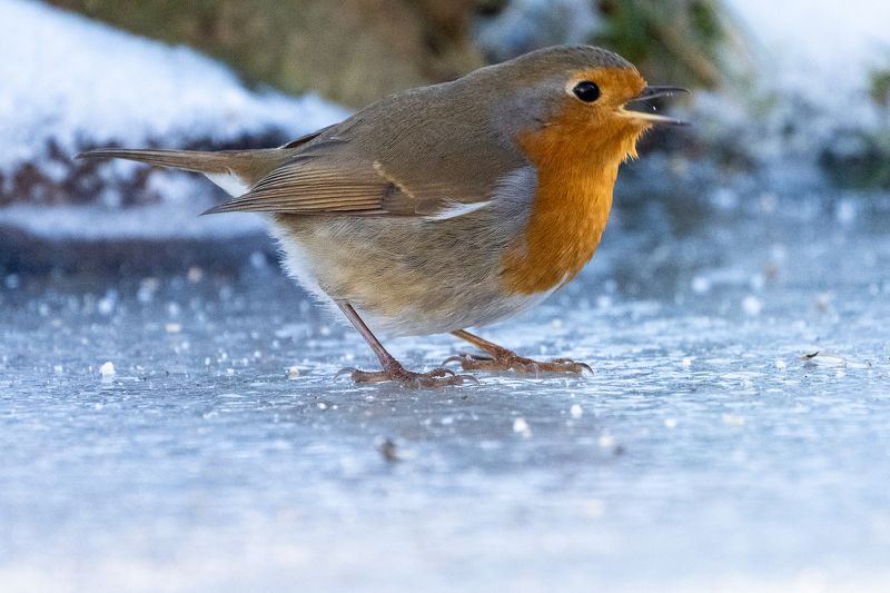 robin; rougegorge; sparrow; bird; winter; Robin on icephoto preview