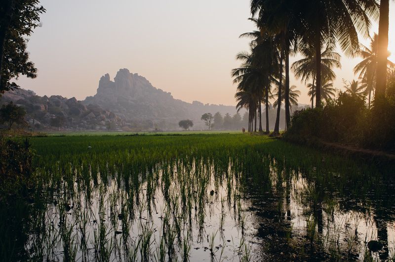 landscape ricefield India palms mountains rice Hampe Rice Fieldphoto preview