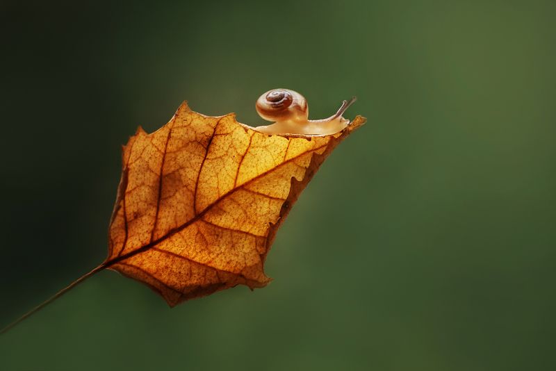 Навстречу осени фото превью