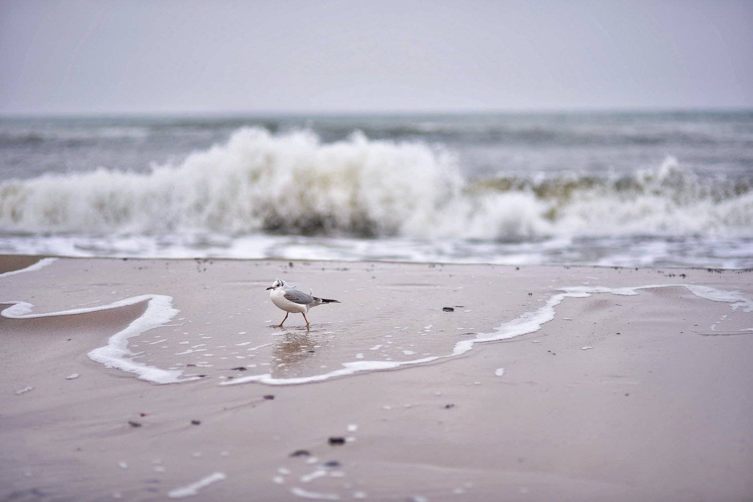 Чайка и волна. Автор: Владимир Леликов-Кузьменко , Владимир Леликов-Кузьменко