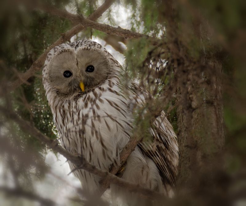 птица, неясыть, зима, февраль, Длиннохвостая неясыть.. фото превью