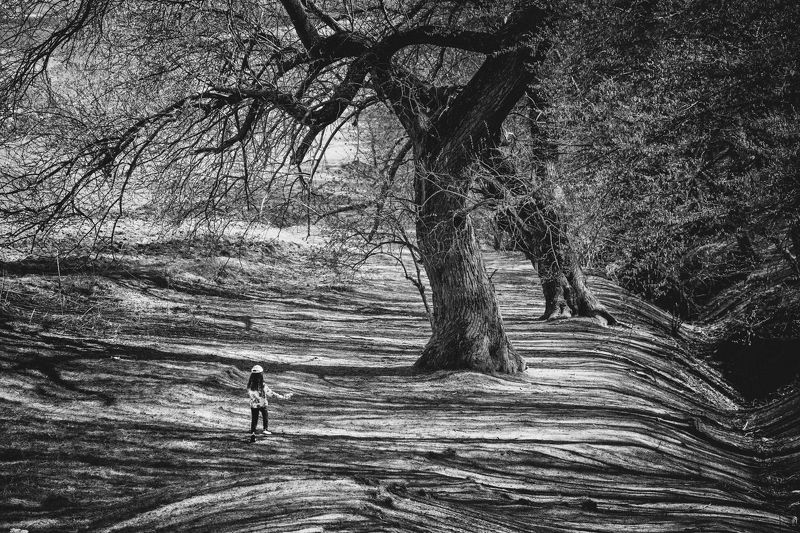 follow your dreamsphoto preview