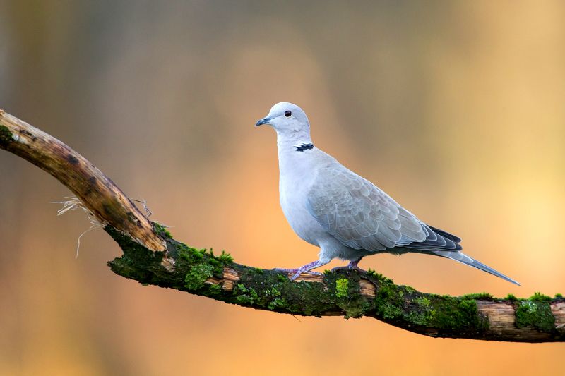 Streptopelia decaoctophoto preview