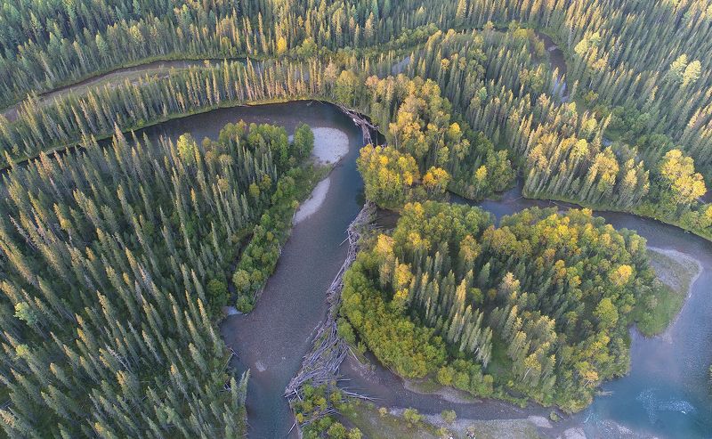 тайга река лена байкало-ленский заповедник Медвежий угол фото превью