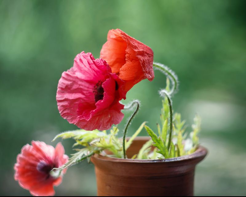 маки о любви ,аромат души,нежность цветов, ирина горюкина ,беларусь аромат души фото превью