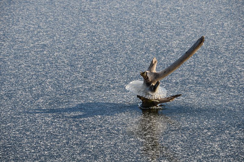 зима, февраль, коряжка, балетное па, пачка, юбочка, пелерина, озеро, лёд, снег, фактура Балетное Па или когда Лебединое озеро замёрзло фото превью