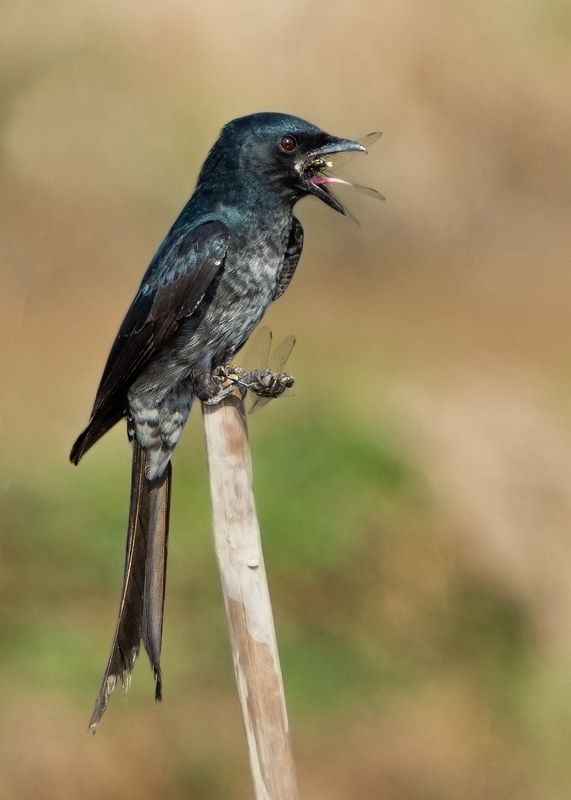 birds, 2020, 2021, nature, wildlife, birding, wild, India Double Killphoto preview