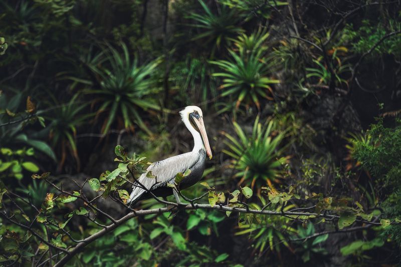 Мексика каньон Сумидеро пеликан Mexico Mexico pelican canyon Пеликанphoto preview