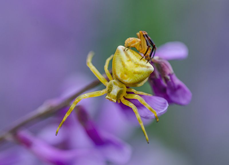 томизус наполненый. (thomisus onustus) Своя ноша не тяжела.photo preview
