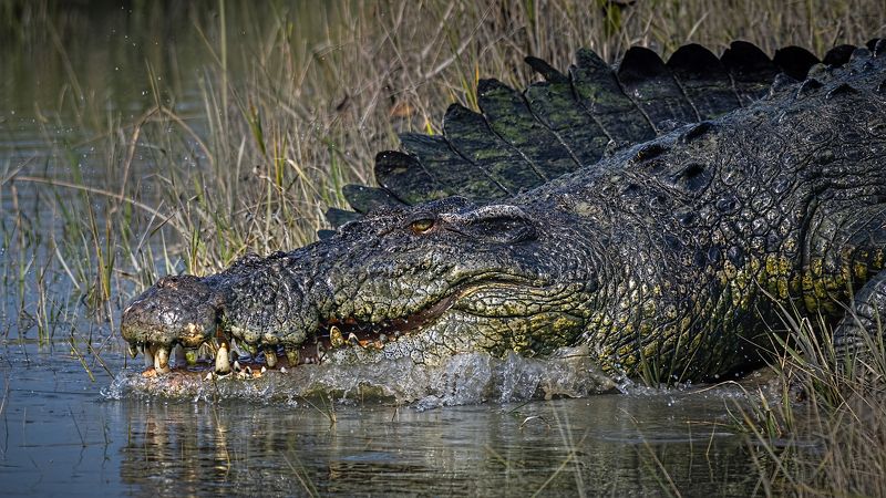 Salt water crocodile Sunderbans The River Monsterphoto preview
