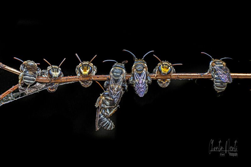 bees, macro, garden, small, animal, sleep, black, beauty, beautiful, insect, wings The bees sleep in the gardenphoto preview