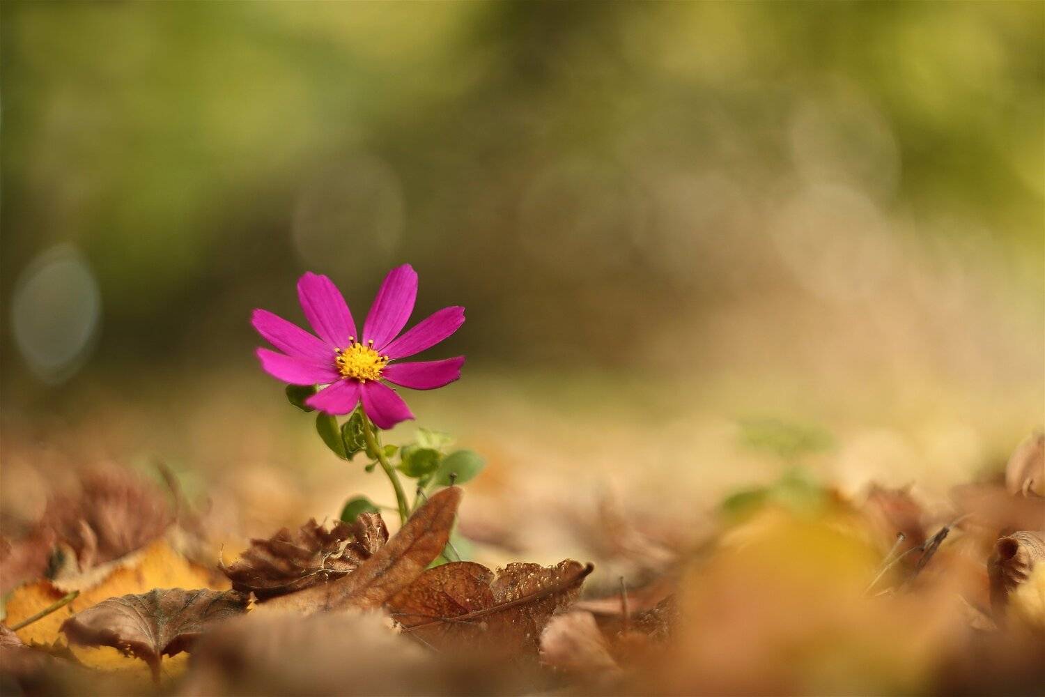 *****. Автор: Эдуард Колобошников , Эдуард Колобошников