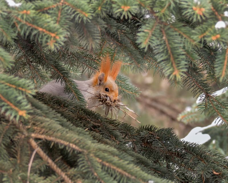 белка, февраль, заботы, заботы..photo preview