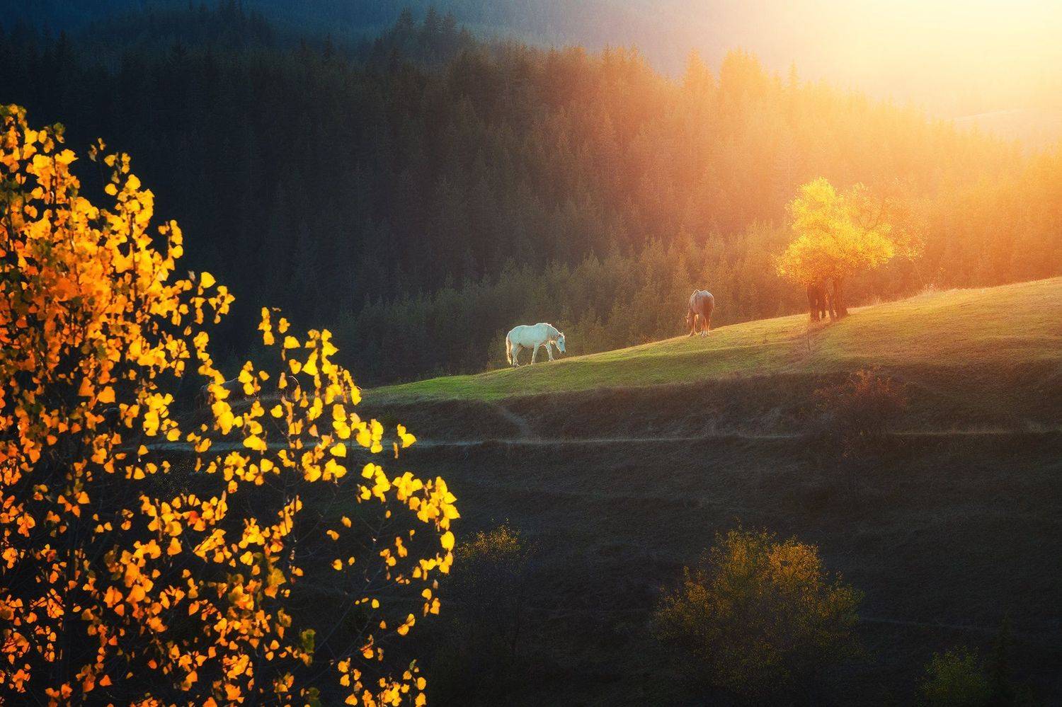 ***. Автор: Красимир Матаров , Красимир Матаров