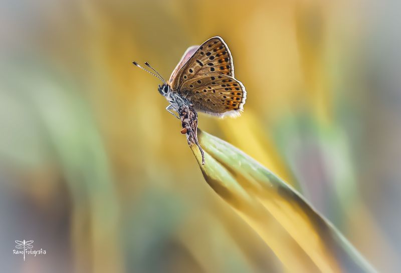 Czerwończyk uroczek- Lycaena tityrus, syn. Heodes tityrus.photo preview