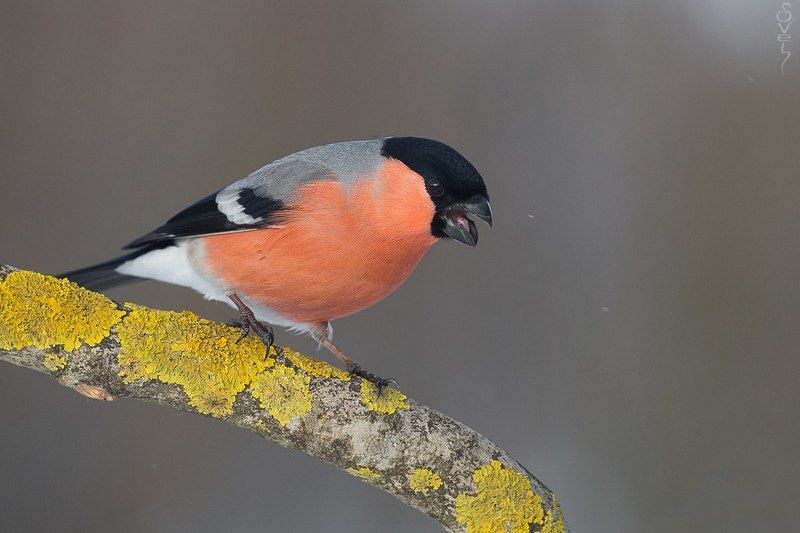 снегирь снегириphoto preview