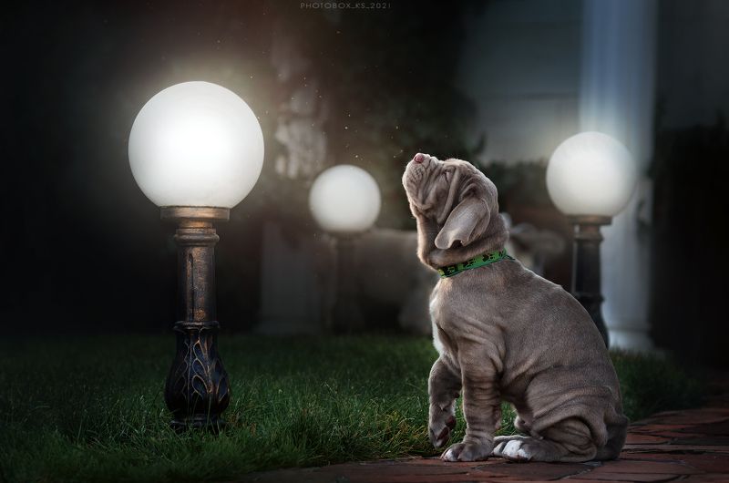 Щенки мастиноphoto preview