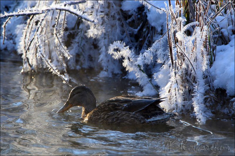 -20 фото превью