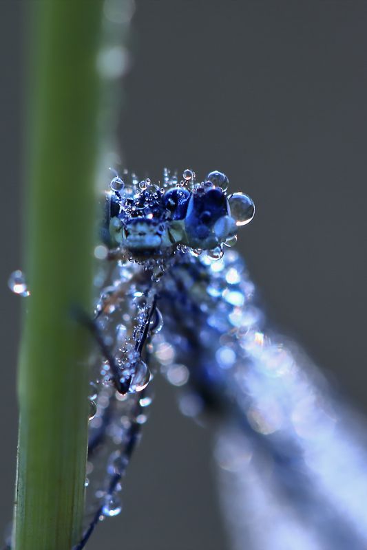 Августphoto preview