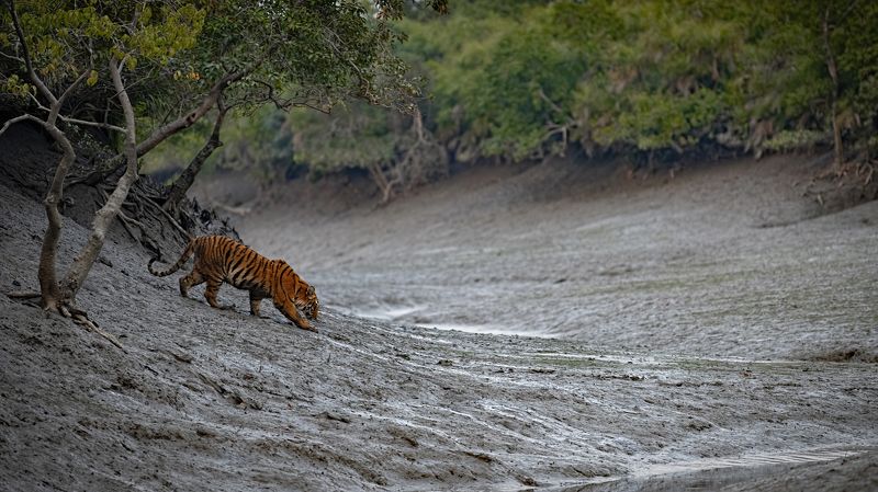 Bengal Tiger Sunderbans The Mangrove Queenphoto preview
