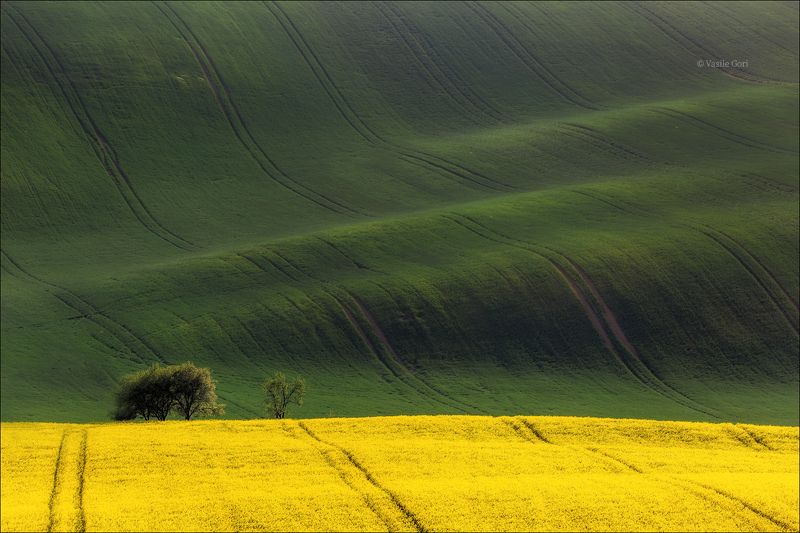 южная моравия,пейзаж, волны,линии,south moravian,lines,свет,czech,весна,чехия,landscapes,поле,рапс \