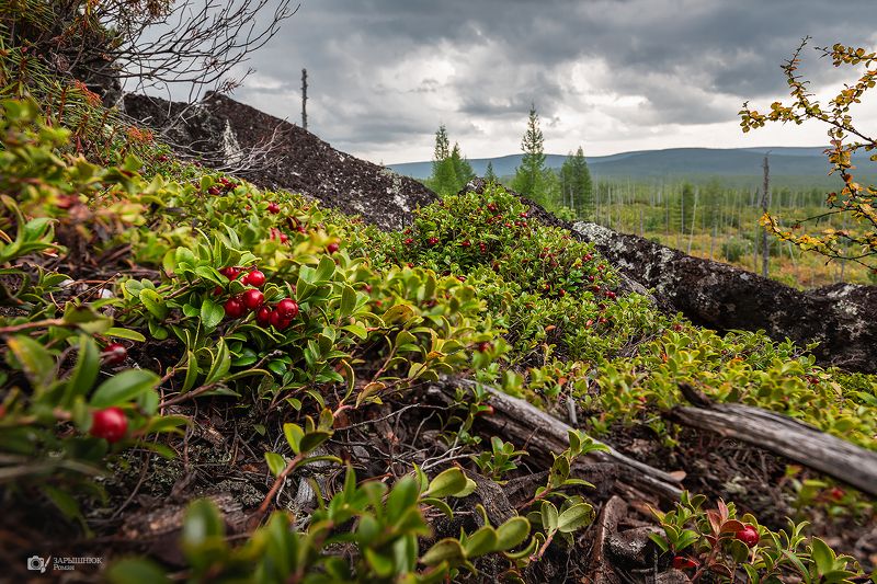 Дары Якутииphoto preview