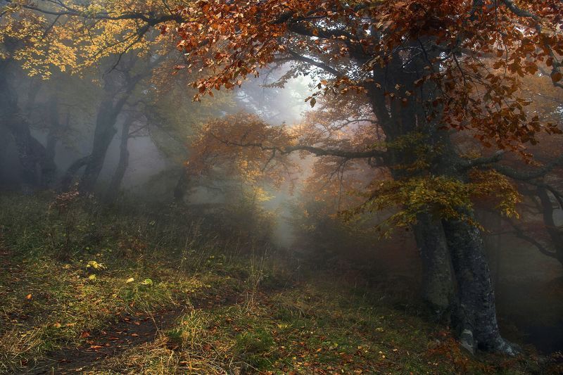 Осенняя сказкаphoto preview