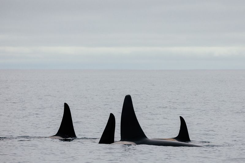 плавники, косатки, млекопитающие, животные россии Косаткиphoto preview