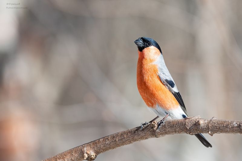 снегирь, птицы, фотоохота Краснопузыйphoto preview