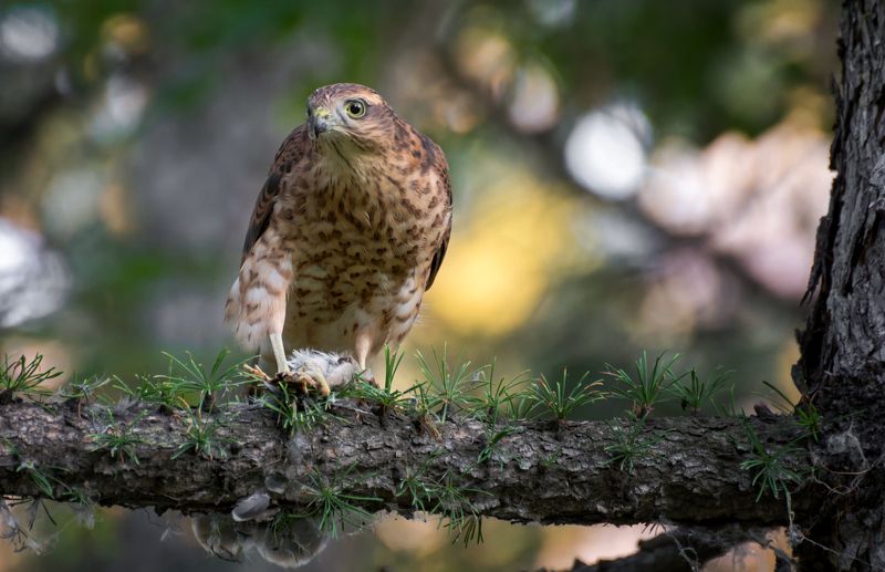 птица, ястреб, охотник, охотник..photo preview