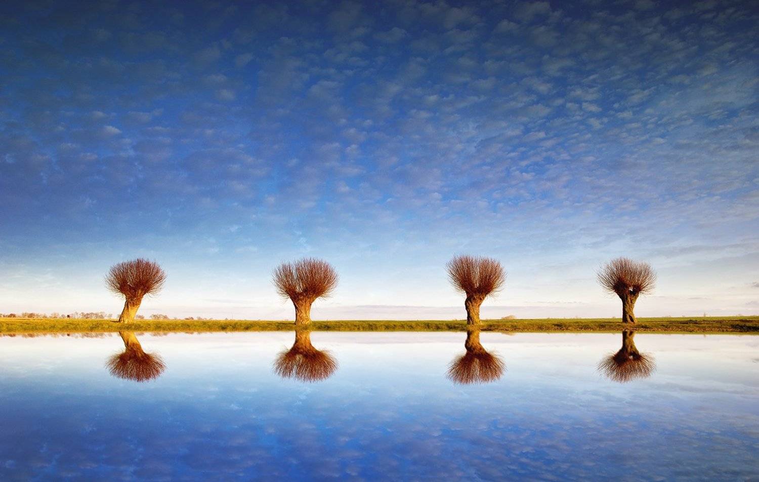 Cztery. Автор: Lukasz Zugaj tree sky cloud mirror , Lukasz Zugaj