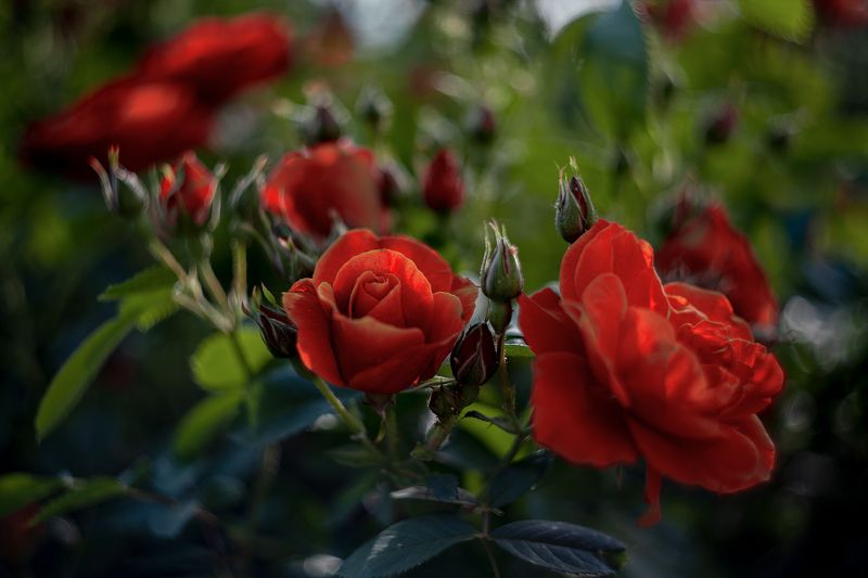 Июньский вечер...photo preview