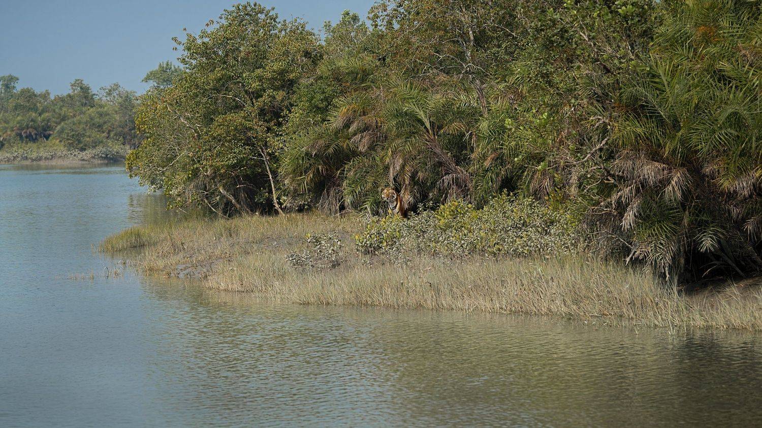 Bengal Tiger Sunderbans, Arpan Saha