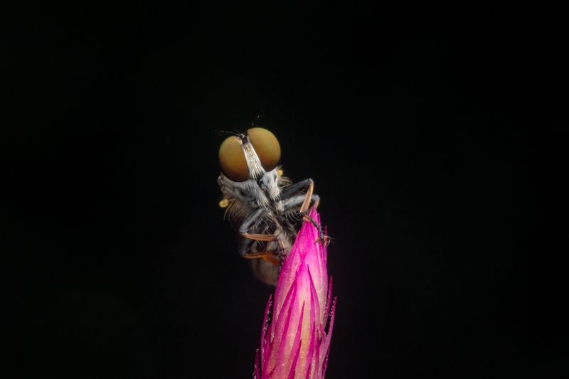 #macro #insect Robberflyphoto preview