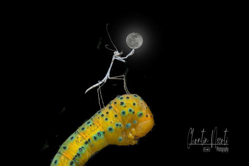 bug, mantis, moon, black, dark, beauty, beautiful, night, macro, insect, animals, light, focus, garden, nature Mantis and bug in the gardenphoto preview