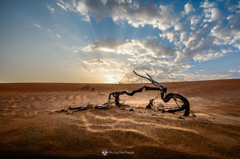 a day in the desertphoto preview