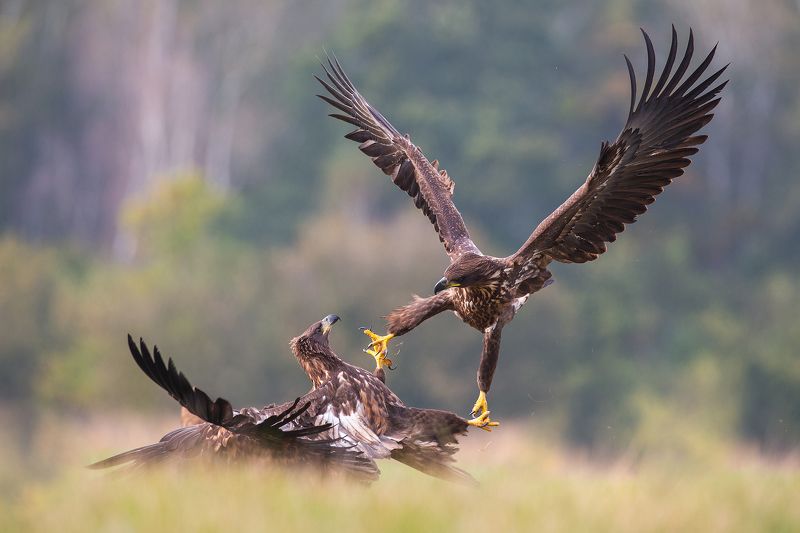 Eagle fightphoto preview