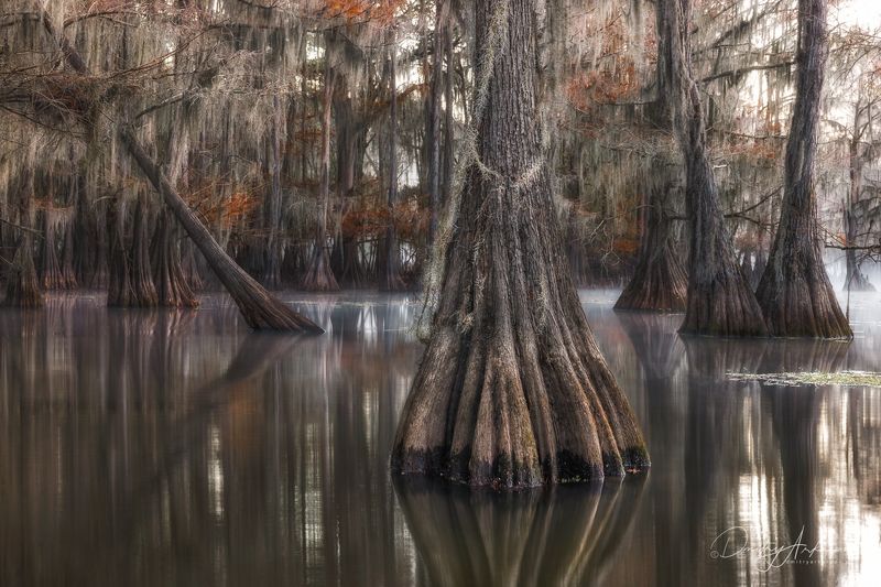 Кипарисовые болотаphoto preview