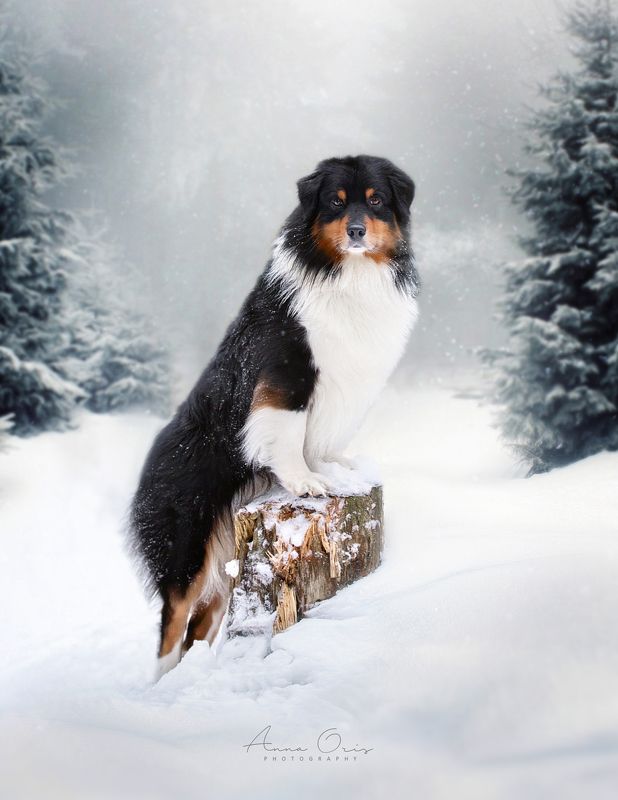 The Chronicles of Narniaphoto preview