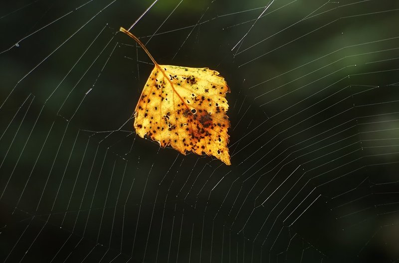 meyer-optik telefogar, meyer-optik telefogar 95/3.5, Лист, Осень, Паутина ***photo preview