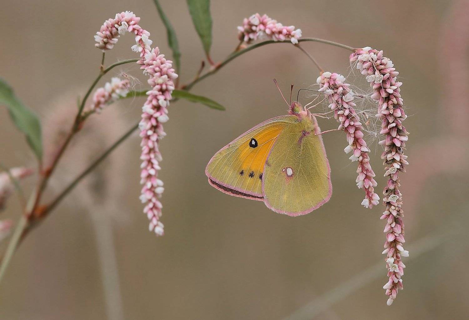 Автор: 王锋 , 王锋