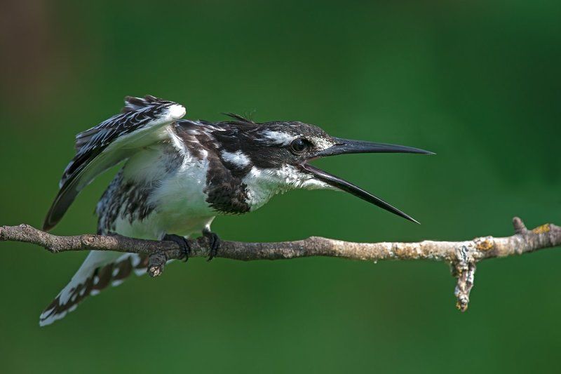 Скверный характерphoto preview
