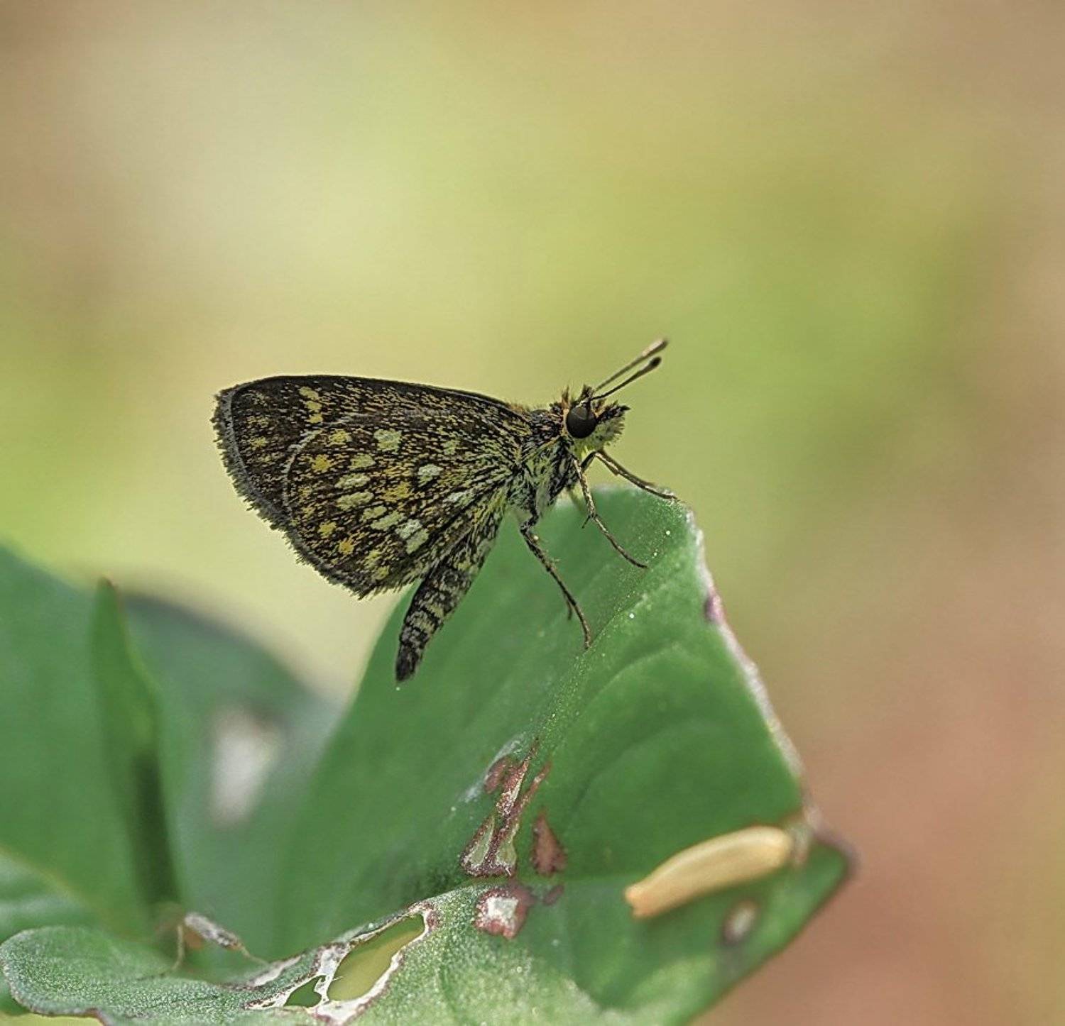 Автор: 王锋 , 王锋