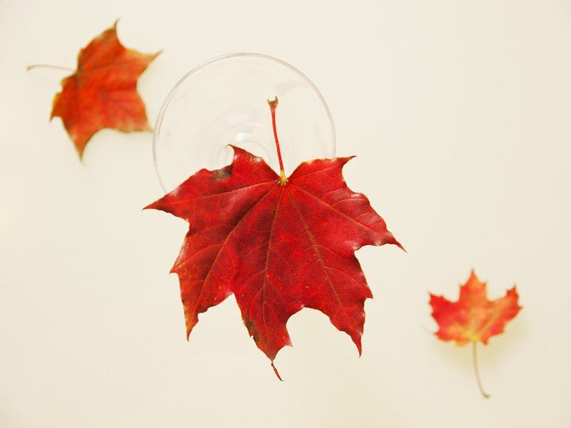 листья кружатся и падаютphoto preview