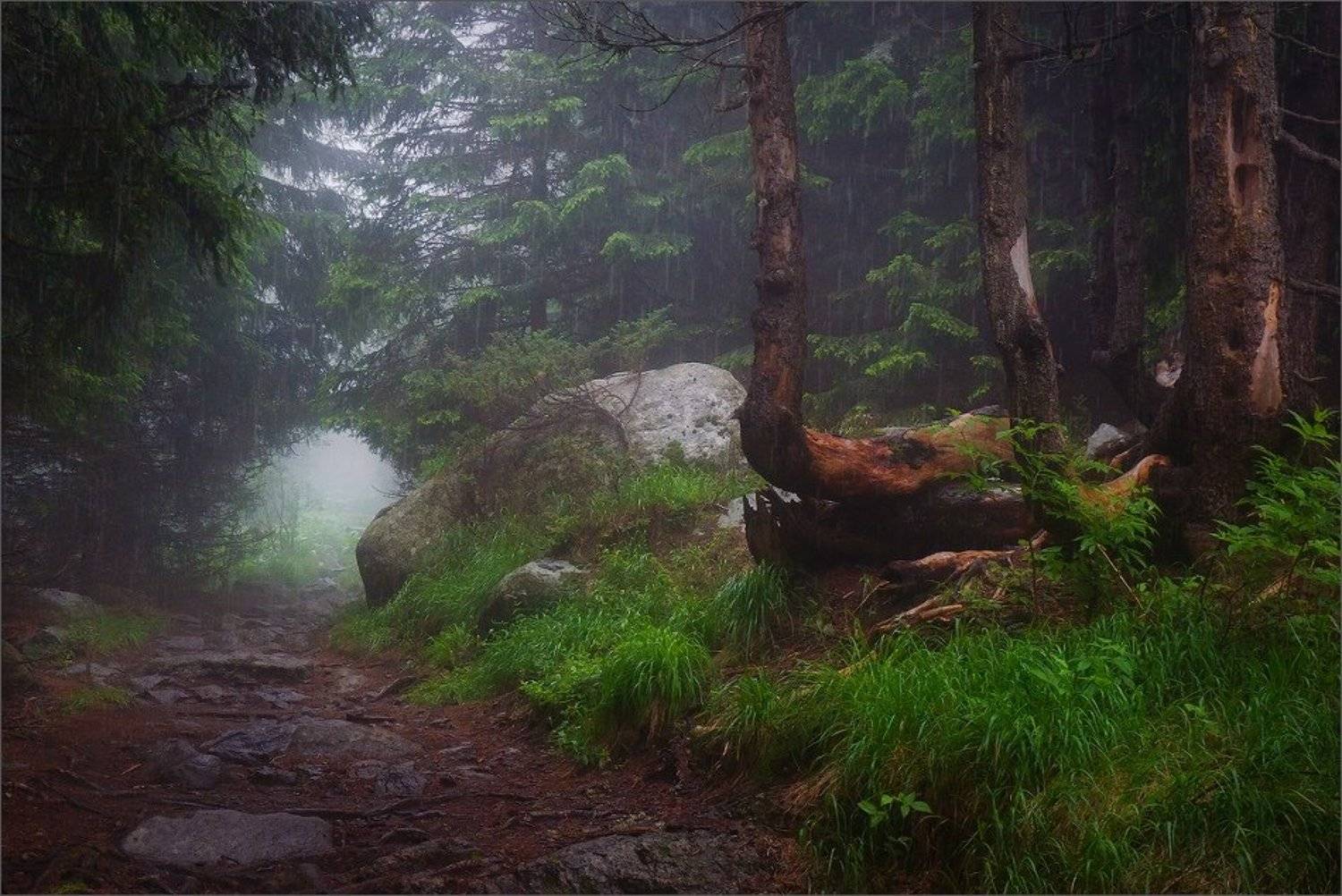 Автор: Svetoslav bulgaria, vitosha, Svetoslav