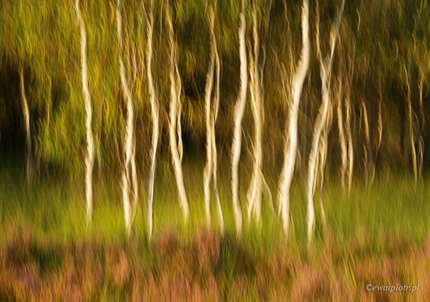 Heather and birches. Автор: Piotr Debek , Piotr Debek