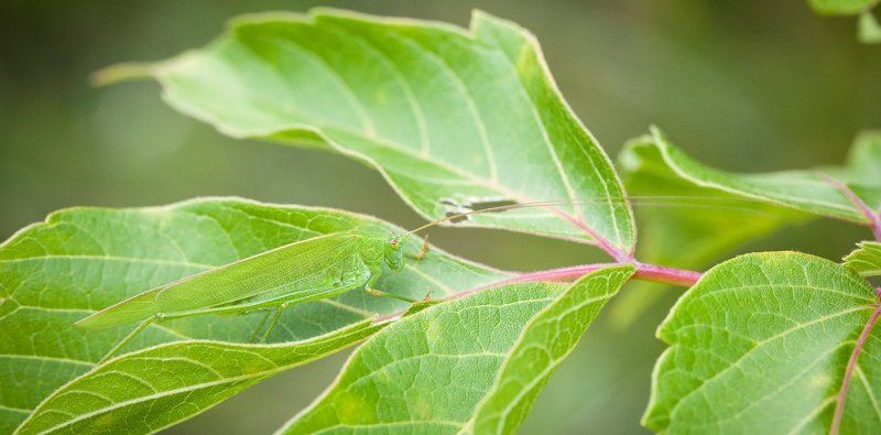 зеленый на зеленомphoto preview