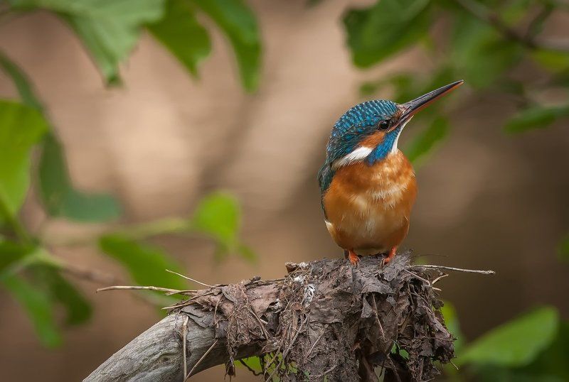 Кто тут?photo preview