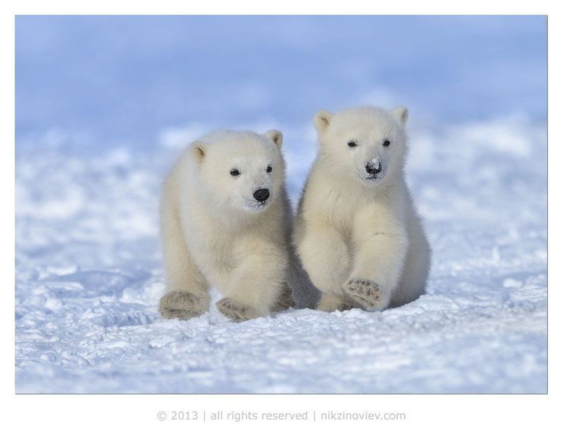 Полярникиphoto preview