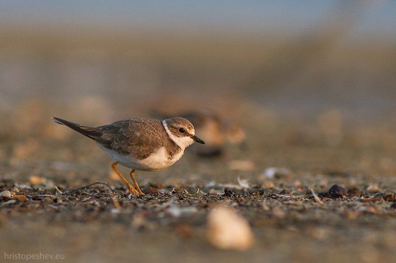 Ма́лый зуёк (Charadrius dubius)photo preview